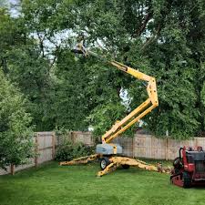 Professional Tree Removal in Olivet, TN