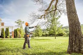 How Our Tree Care Process Works  in  Olivet, TN