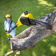 Best Tree Preservation Services  in Olivet, TN