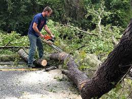Best Tree and Shrub Care  in Olivet, TN