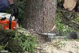Best Fruit Tree Pruning  in Olivet, TN