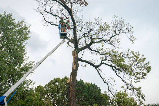 Best Hedge Trimming  in Olivet, TN