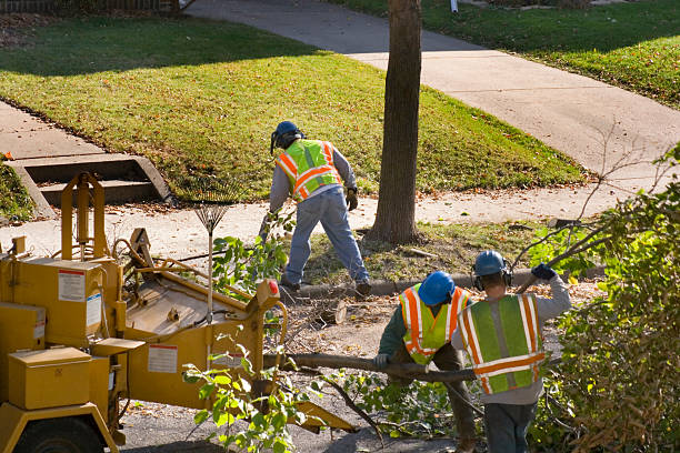  Olivet, TN Tree Removal Pros