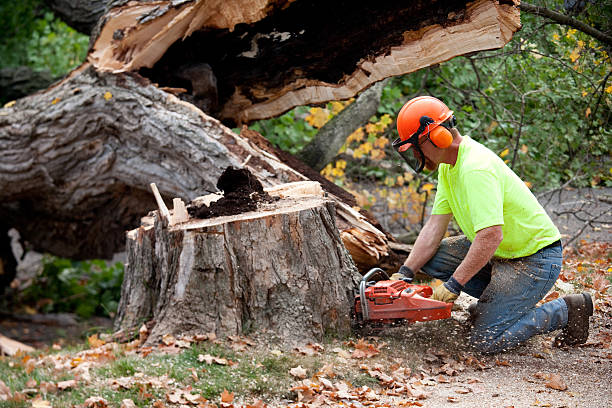 Best Lawn Maintenance Plans  in Olivet, TN