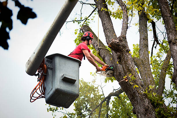 Best Tree Planting  in Olivet, TN