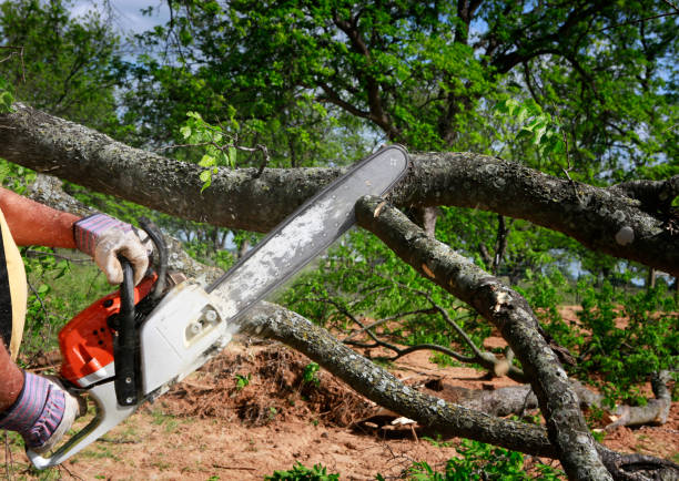 Reliable Olivet, TN Tree Removal Solutions